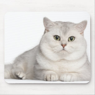 Tapis De Souris British Shorthair (2 ans) devant