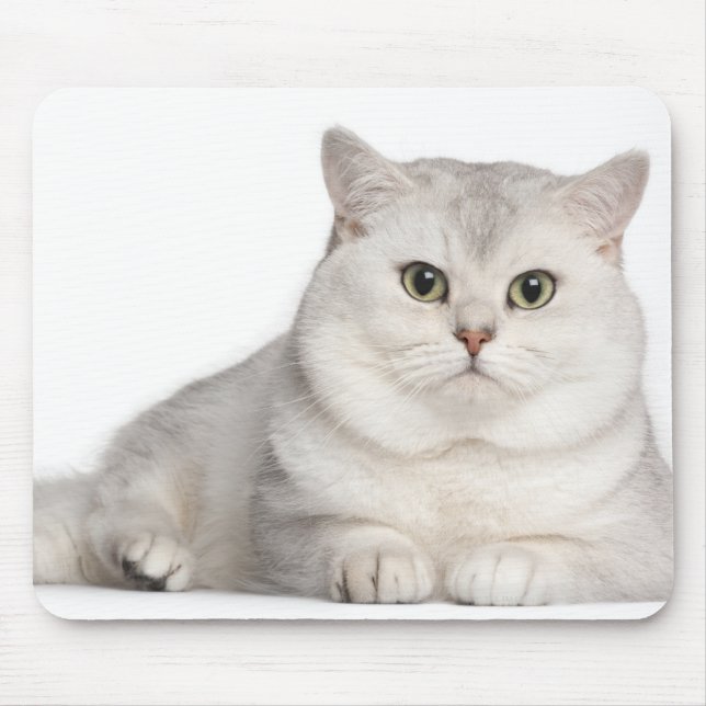 Tapis De Souris British Shorthair (2 ans) devant (Devant)