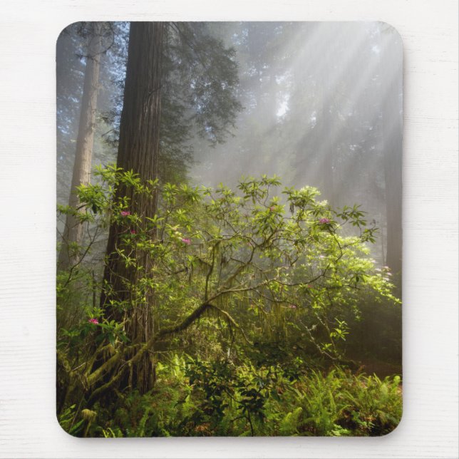 Tapis De Souris Brume matinale sur le Rhododendron (Devant)