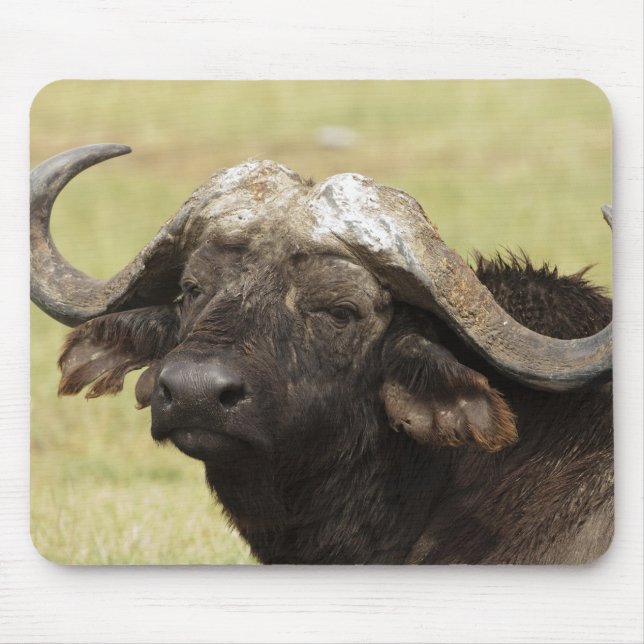 Tapis De Souris Buffle d'Afrique, Syncerus caffer (Devant)