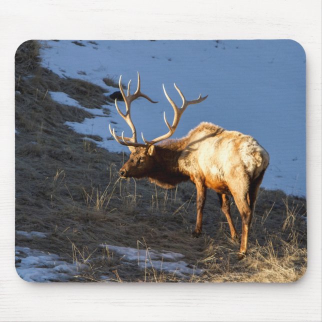 Tapis De Souris Bull Elk (Devant)