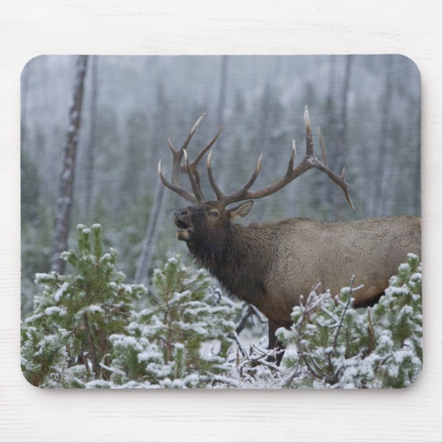 Tapis De Souris Bull Elk dans l'appel de neige, bourdonnement, Yel (Devant)