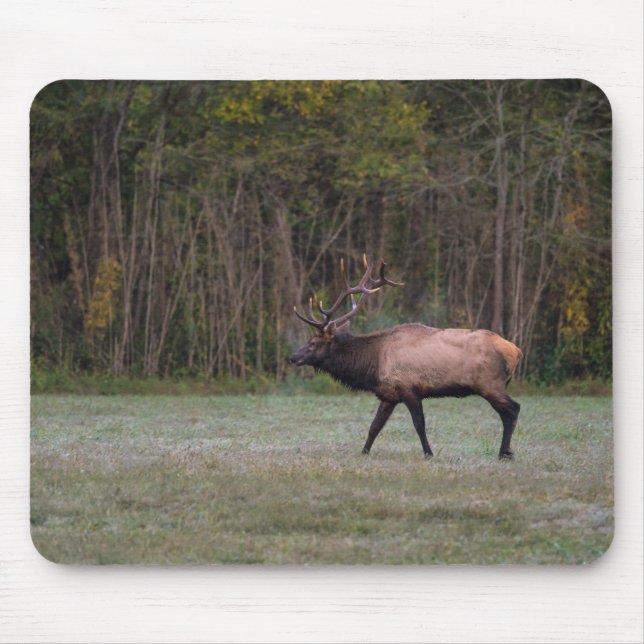 Tapis De Souris Bull Elk Morning Walk (Devant)