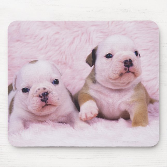 Tapis De Souris Bulldog ; souvent appelé le Bulldog anglais. est (Devant)