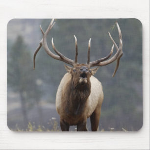 Tapis De Souris Bulle de l'Elk, Yellowstone NP, Wyoming 2