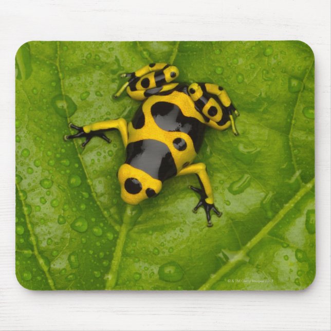 Tapis De Souris Bumblebee Poison Dart Frog (Devant)