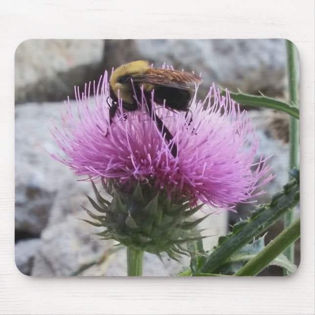 Tapis De Souris Bumblebee récoltant une fleur de chardon pourpre (Devant)