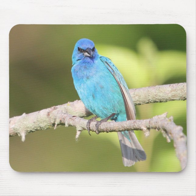 Tapis De Souris Bunting Indigo (Devant)