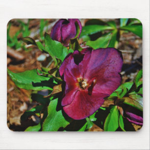 Tapis De Souris Burgundy Pink Lenten Rose
