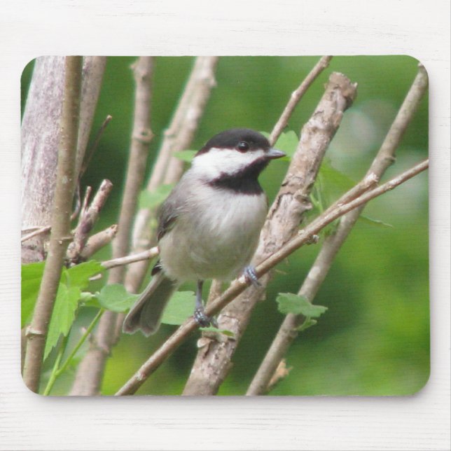 Tapis De Souris C. Chickadee Mousepad angélique (Devant)