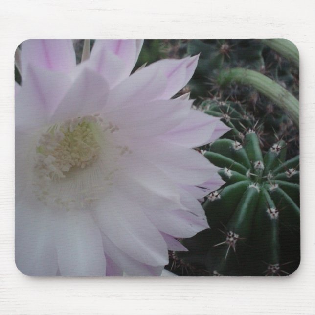 Tapis De Souris Cactus de fleur blanche (Devant)