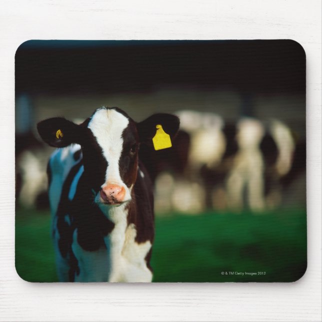 Tapis De Souris Calf Holstein-Friesian (Devant)