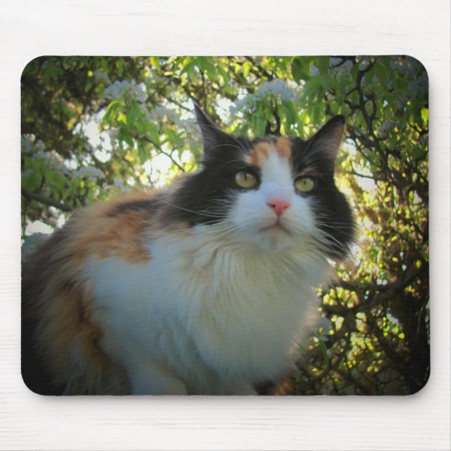 Tapis De Souris Calico dans l'arbre Apple en floraison (Devant)