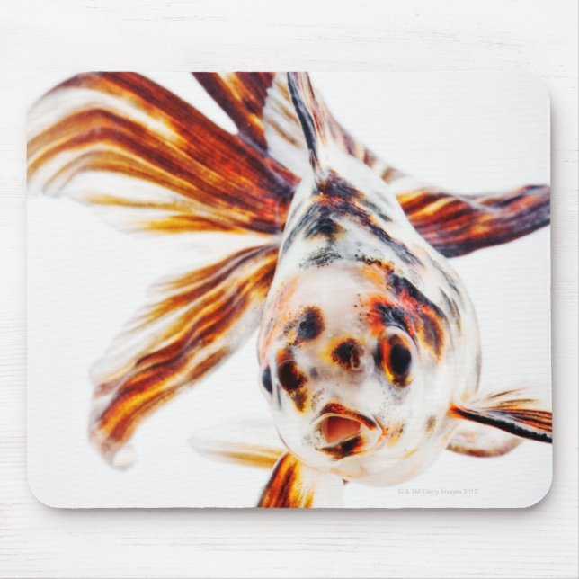 Tapis De Souris Calico Fantail Comet (Carassius) (Devant)