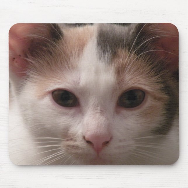 Tapis De Souris Calico kitten mousepad (Devant)