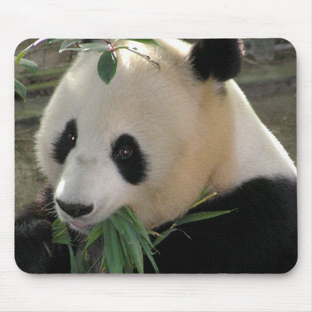 Tapis De Souris Câlins d'ours Panda (Devant)