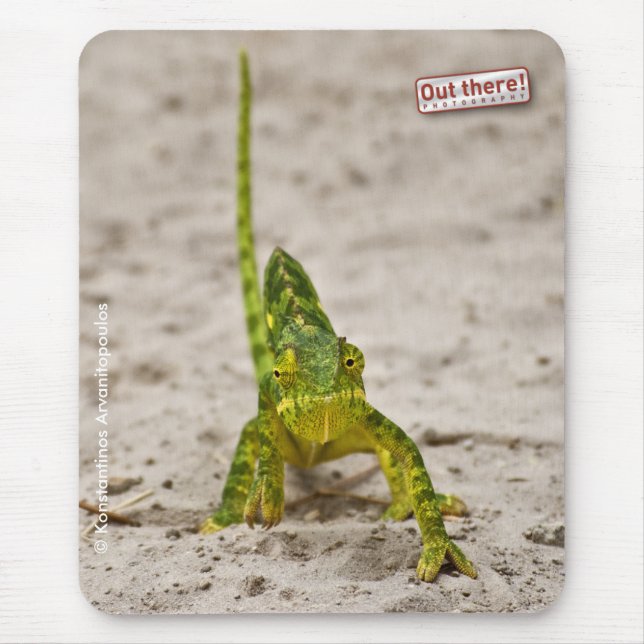 Tapis De Souris Caméléon nain (Devant)