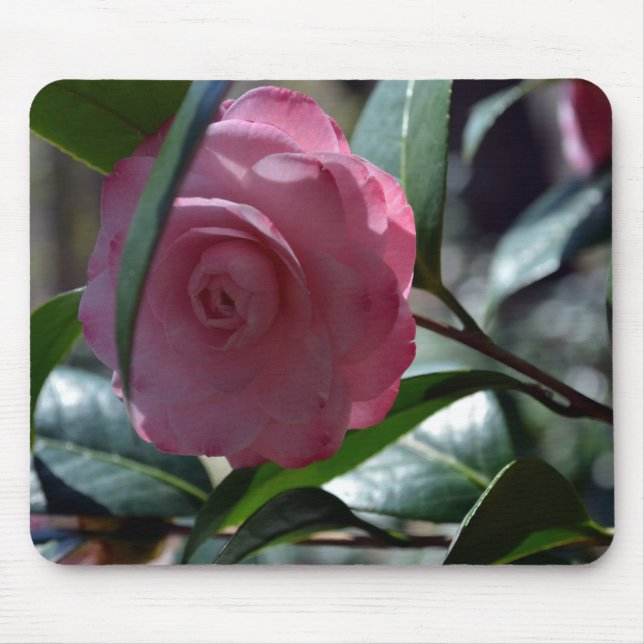 Tapis De Souris Camélia japonais rose (Devant)