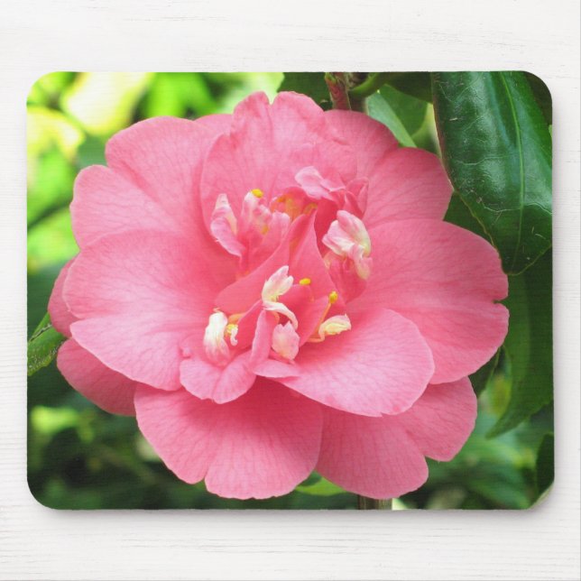 Tapis De Souris Camélia rose Mousepad (Devant)
