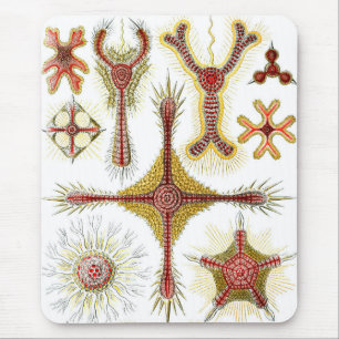 Tapis De Souris Camomille sauvage par Ernst Haeckel, Nature vintag