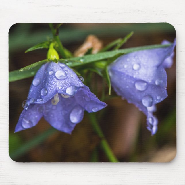 Tapis De Souris Campanula 'Sarastro' (Bellflower) (Devant)