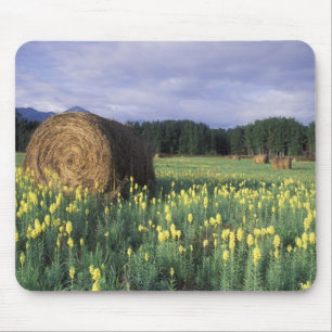 Tapis De Souris Canada, Colombie-Britannique, Kitwanga. Jaune