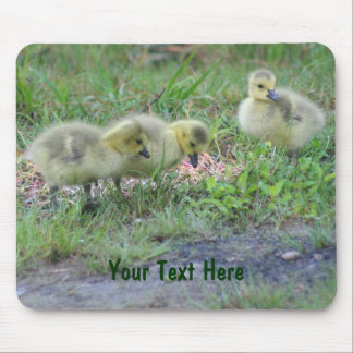 Tapis De Souris Canada Geese Babies Nature Photo Mousepad