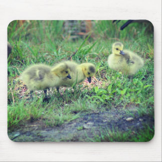 Tapis De Souris Canada Goose Baby Nature