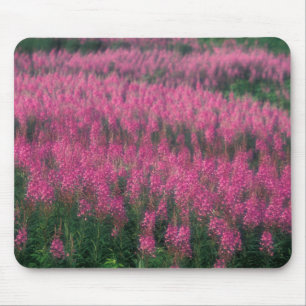 Tapis De Souris Canada, Québec, Gaspé. Fleurs de Lythrum pourpre,