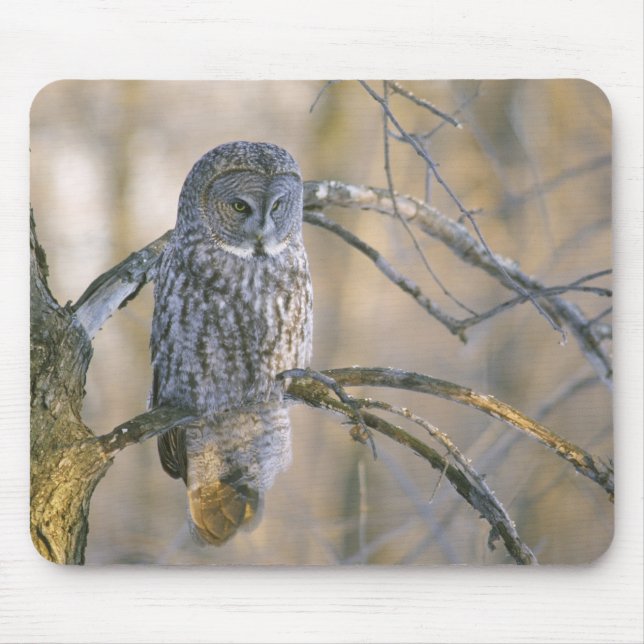 Tapis De Souris Canada, Québec. Grand-duc perché sur un arbre (Devant)