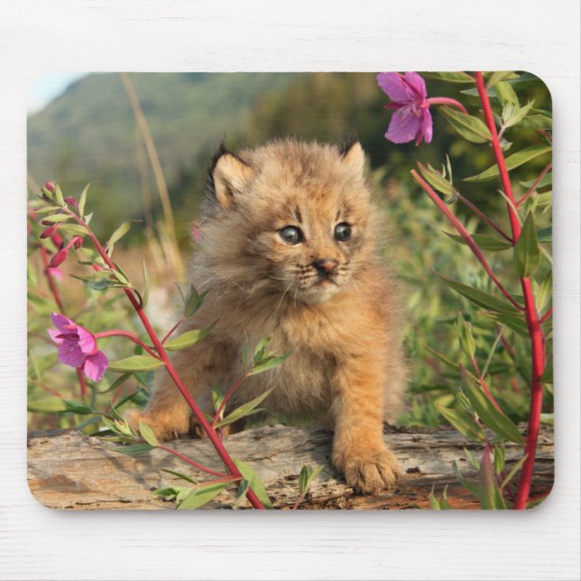 Tapis De Souris Canadian Lynx Kitten, Alaska (Devant)