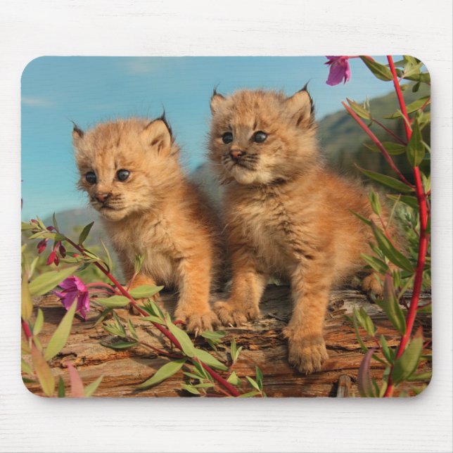Tapis De Souris Canadian Lynx Kittens, Alaska (Devant)