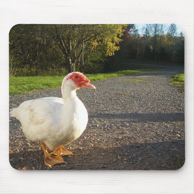 Tapis De Souris Canard blanc de canard de Muscovy (Devant)