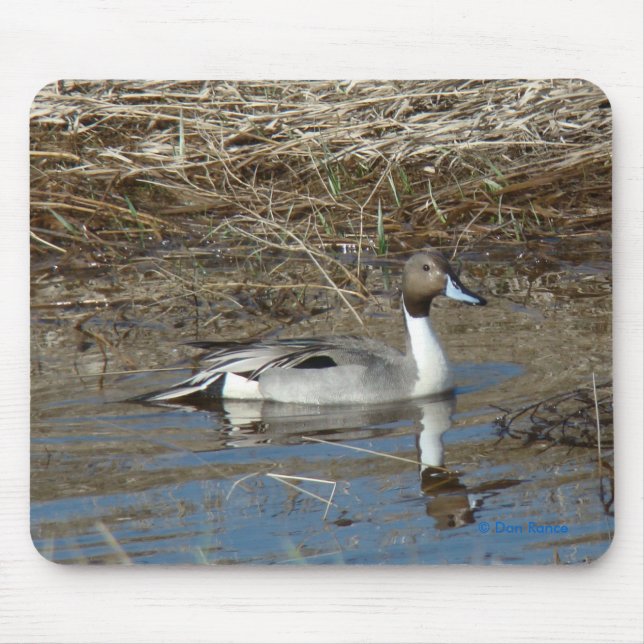 Tapis De Souris Canard colvert B5 mâle (Devant)
