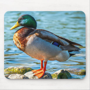Tapis De Souris Canard colvert mâle perché sur des pierres au bord