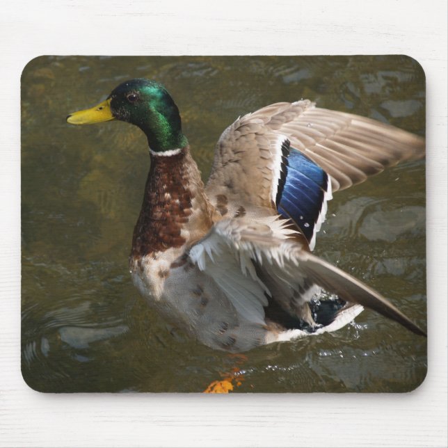 tapis de souris canard colvert sur le point de s'e (Devant)