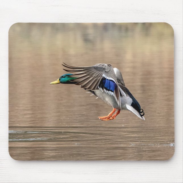 Tapis De Souris Canard Mallard en vol (Devant)