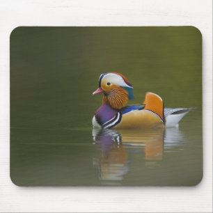 Tapis De Souris Canard mandarin sauvage Aix galericulata) sur fond