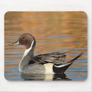 Tapis De Souris Canard pilet mâle