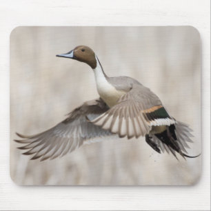 Tapis De Souris Canard pilet mâle en vol