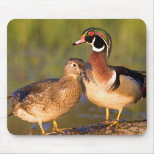 Tapis De Souris Canards branchus et femelle sur une bûche dans une
