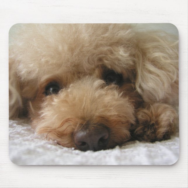 Tapis De Souris Caniche roux (Devant)