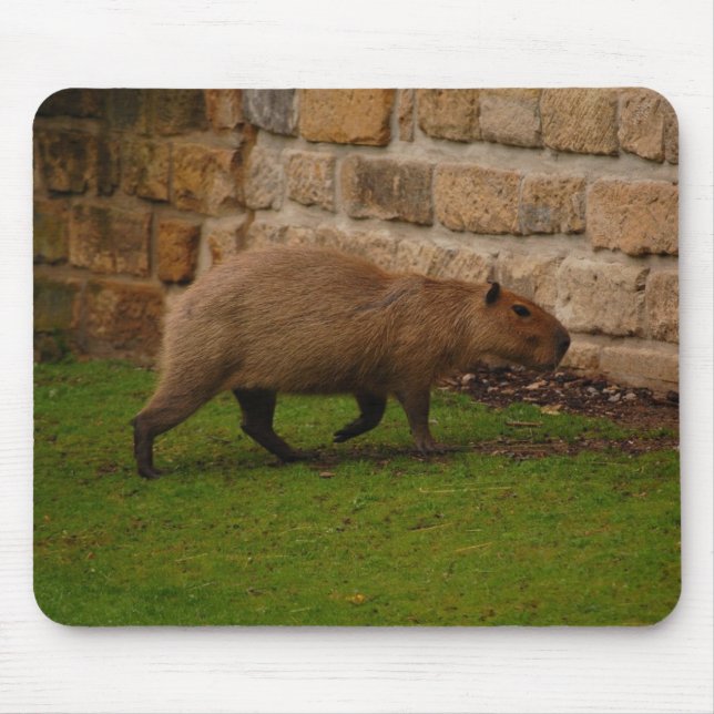 Tapis De Souris capybara (Devant)