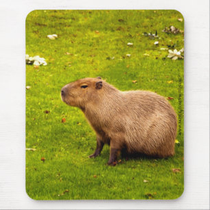 Tapis De Souris Capybara