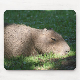 Tapis De Souris Capybara