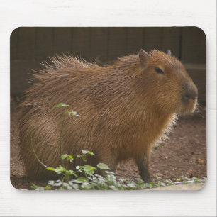 Tapis De Souris Capybara