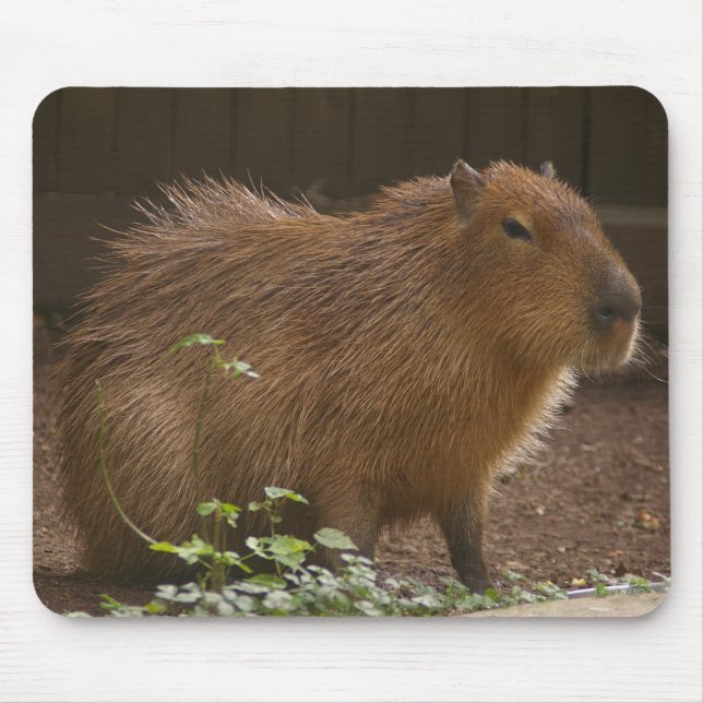Tapis De Souris Capybara (Devant)