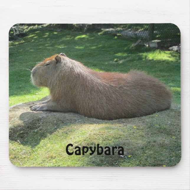 Tapis De Souris Capybara - Gros Rongeur (Devant)
