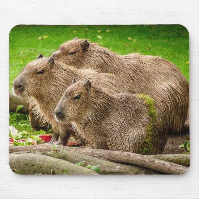 Tapis De Souris Capybara Trio (Devant)