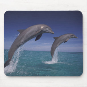 Tapis De Souris Caraïbes, dauphins de Bottlenose Tursiops